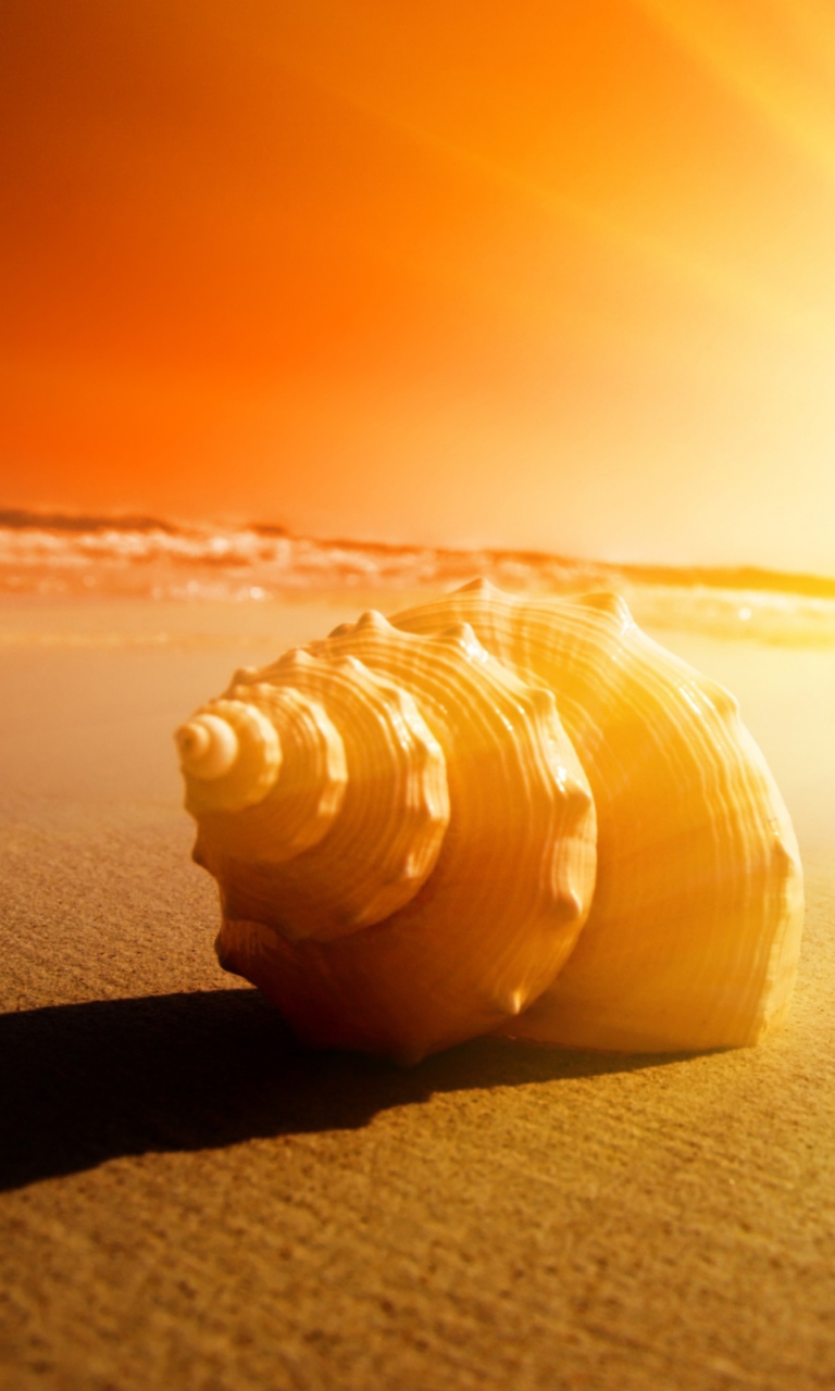 Das Shell On Beach Wallpaper 768x1280