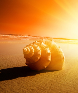 Shell On Beach - Obrázkek zdarma pro 132x176
