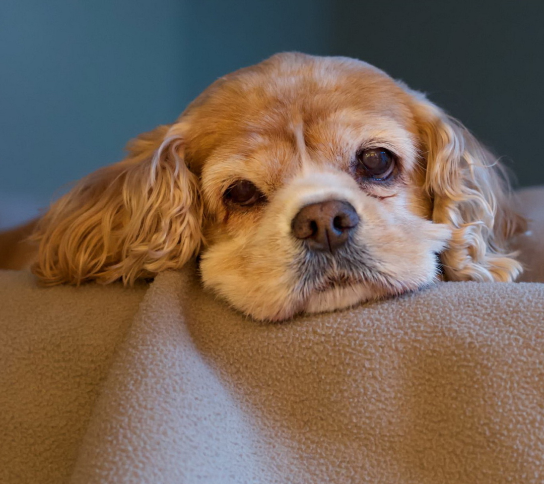 Sad Spaniel Puppy wallpaper 1080x960