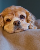 Sad Spaniel Puppy screenshot #1 128x160