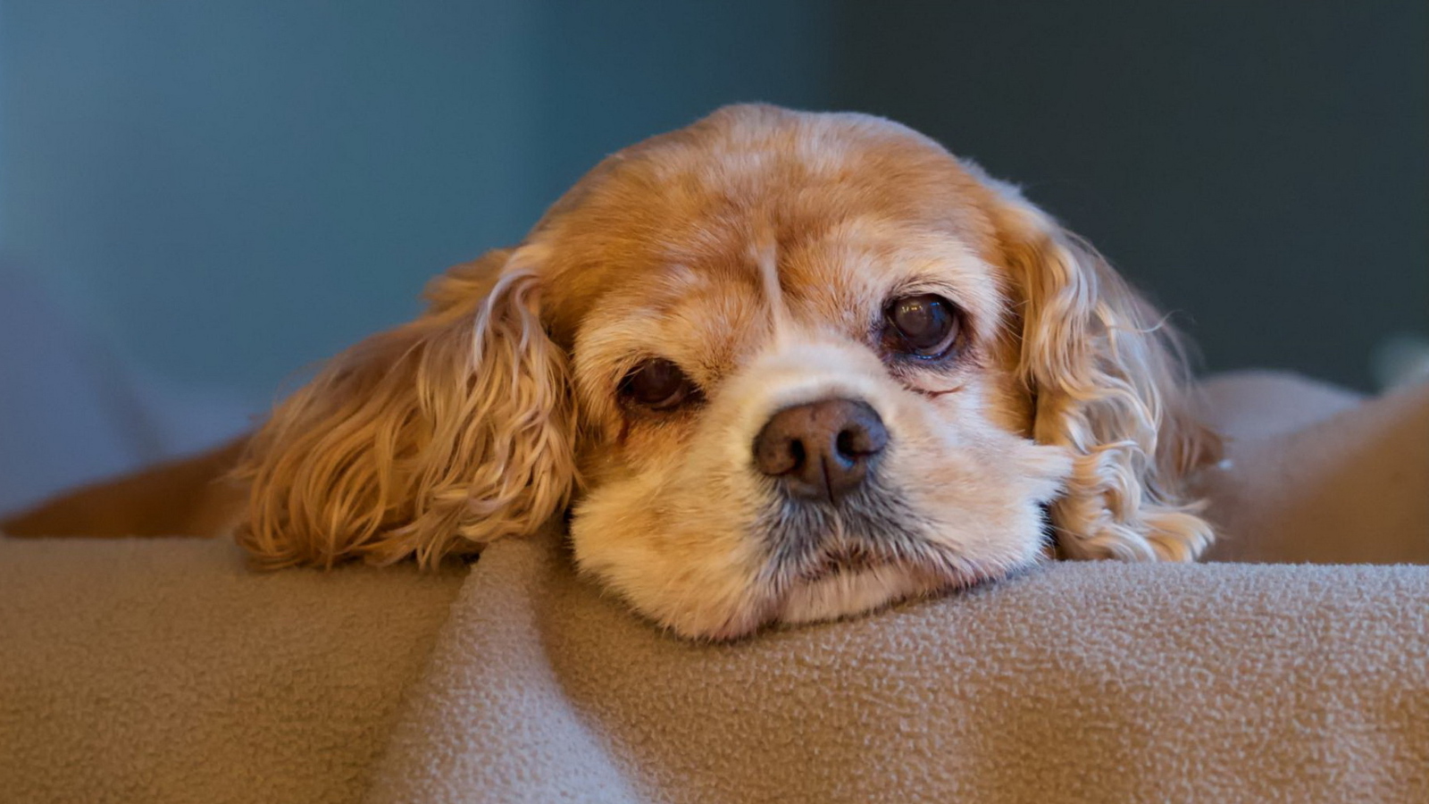 Sad Spaniel Puppy screenshot #1 1600x900