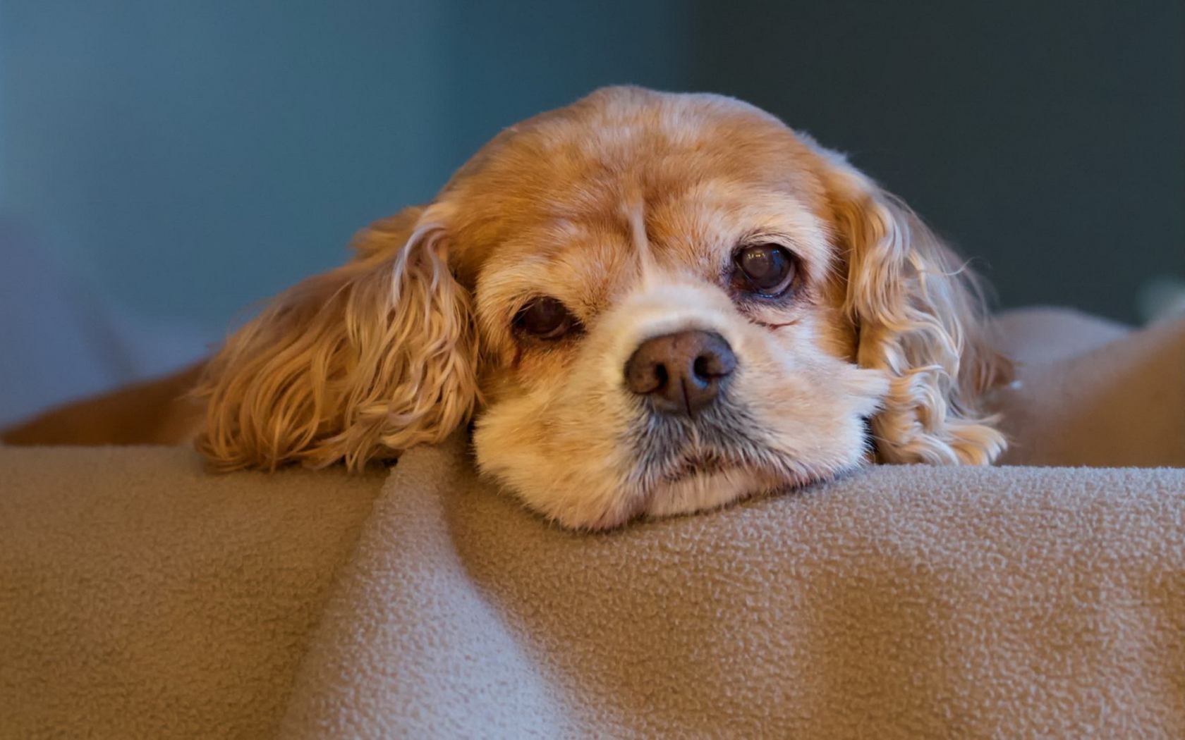 Sfondi Sad Spaniel Puppy 1680x1050