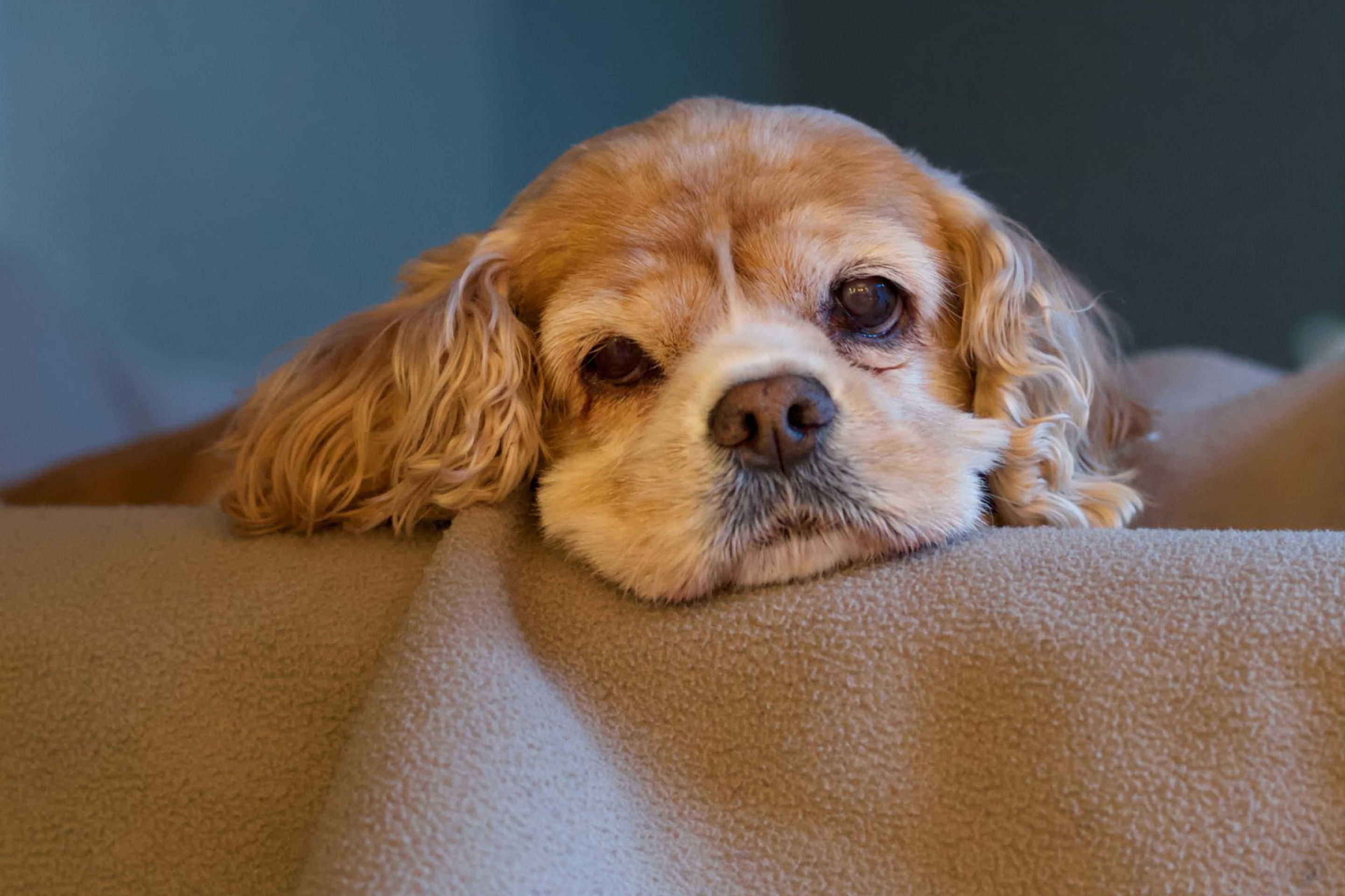 Sad Spaniel Puppy wallpaper 2880x1920