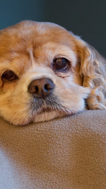 Sad Spaniel Puppy wallpaper 360x640