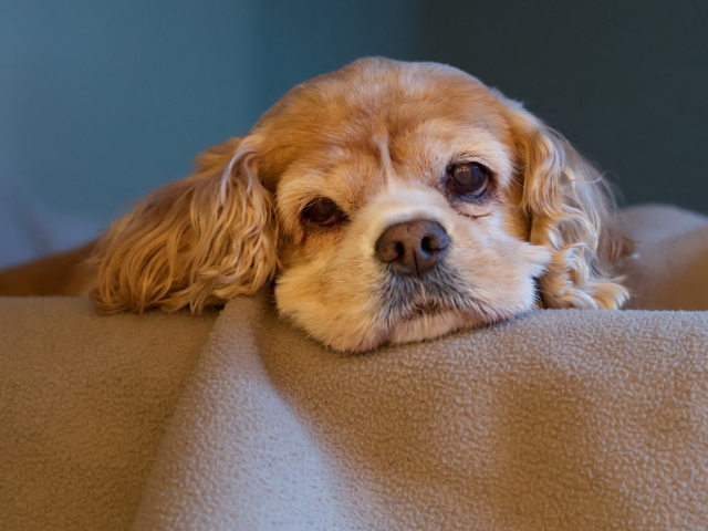 Sad Spaniel Puppy wallpaper 640x480