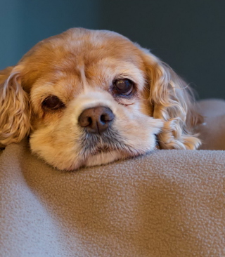 Sad Spaniel Puppy - Obrázkek zdarma pro Nokia C1-00