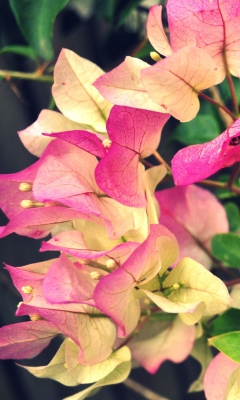 Pink Flowers screenshot #1 240x400