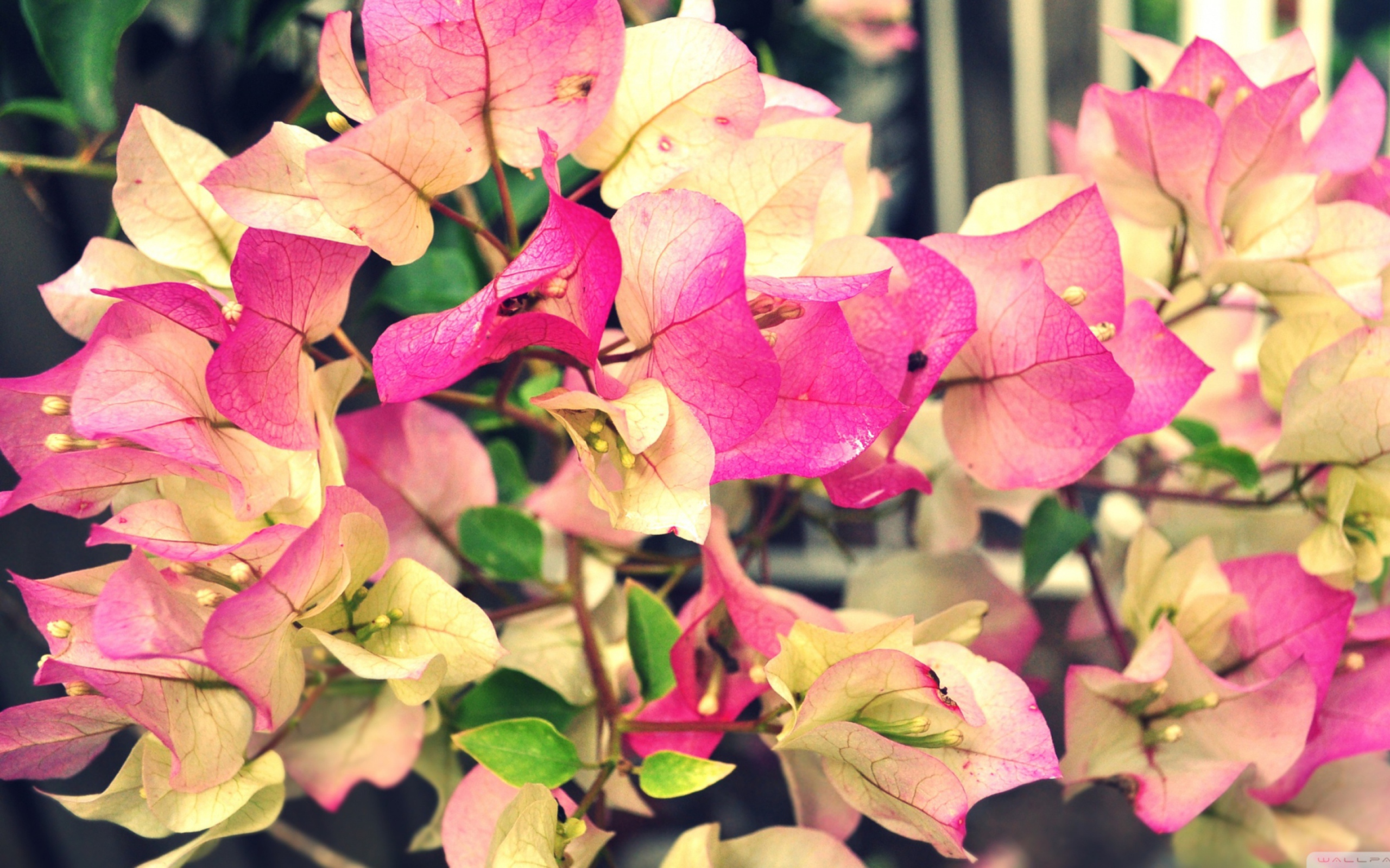 Pink Flowers wallpaper 2560x1600