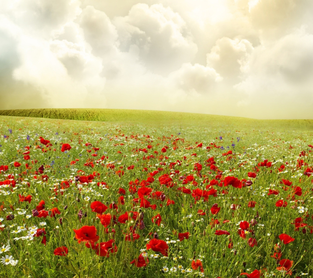 Das Beautiful Poppy Field Wallpaper 1080x960