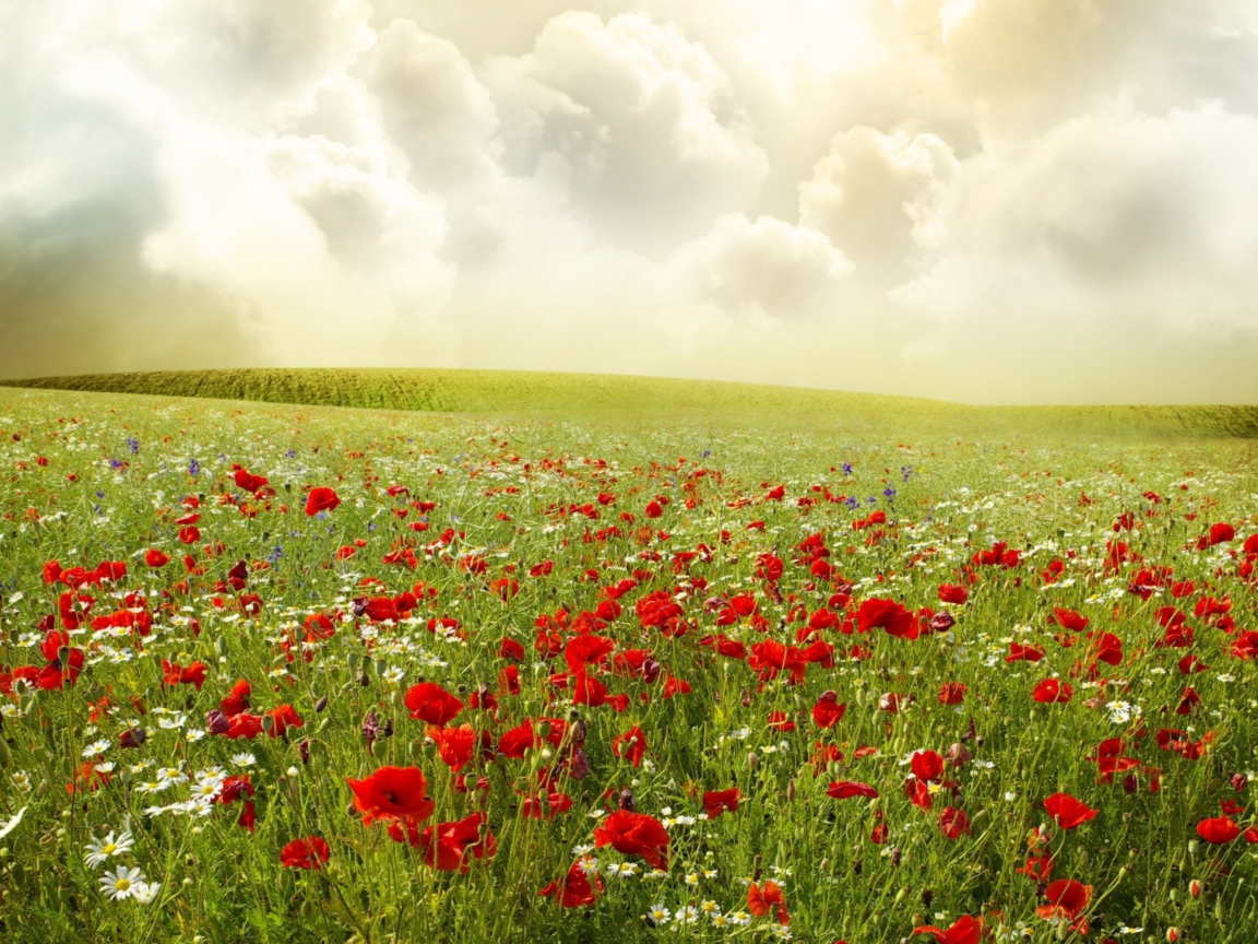 Das Beautiful Poppy Field Wallpaper 1152x864