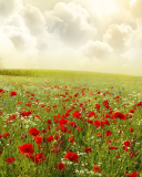 Das Beautiful Poppy Field Wallpaper 128x160