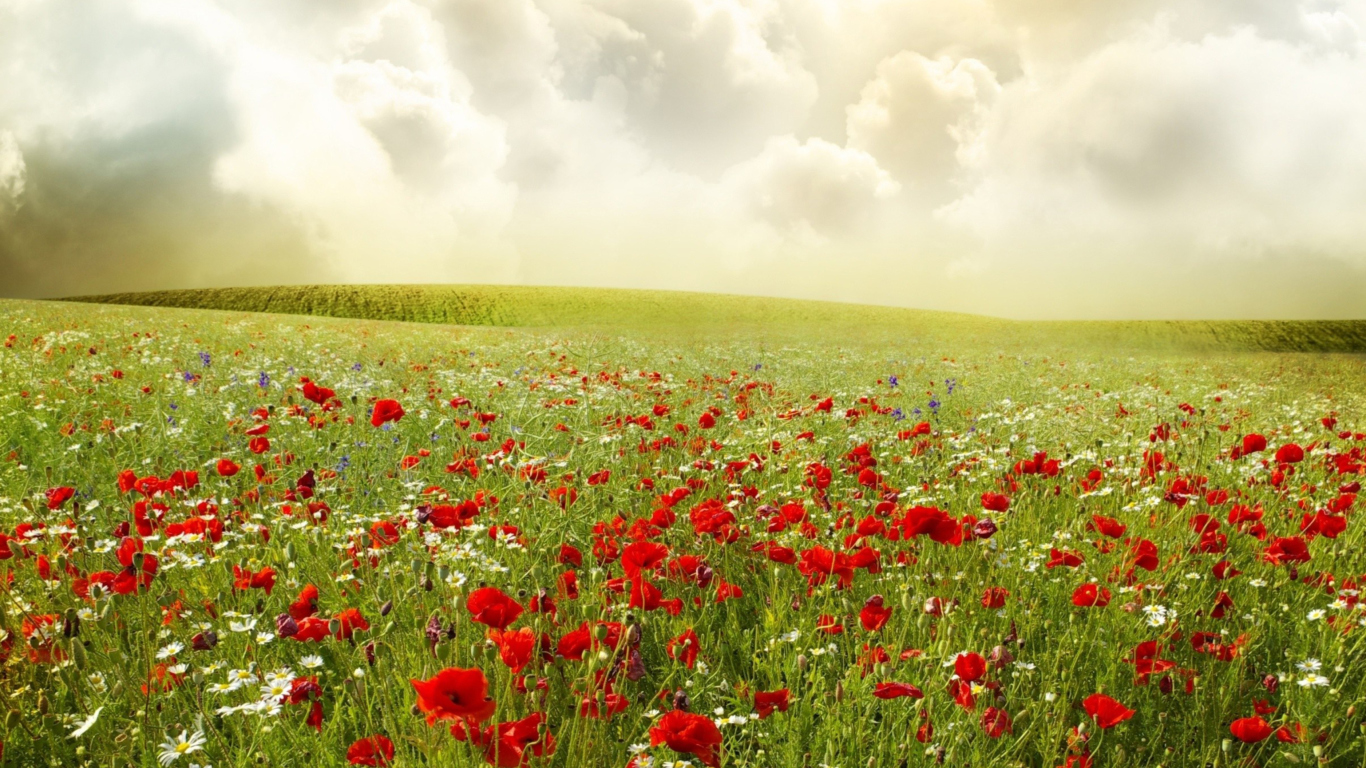 Das Beautiful Poppy Field Wallpaper 1366x768
