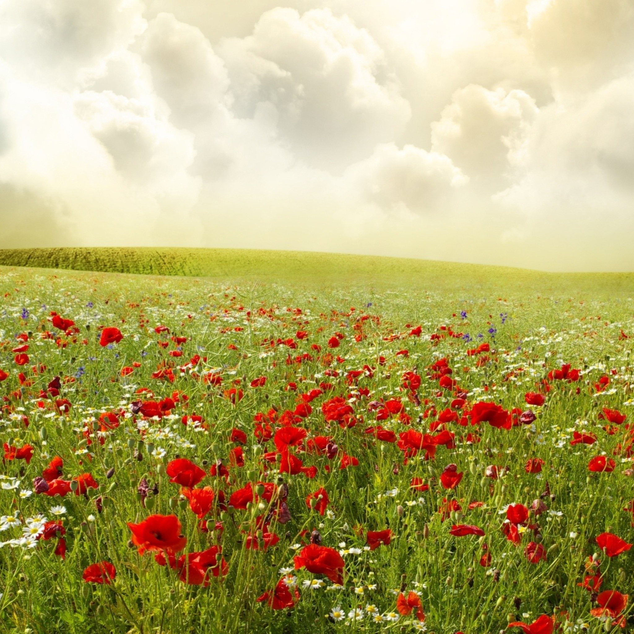 Das Beautiful Poppy Field Wallpaper 2048x2048