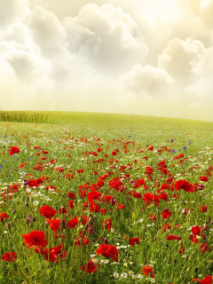 Das Beautiful Poppy Field Wallpaper 240x320