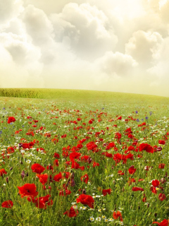 Beautiful Poppy Field wallpaper 240x320