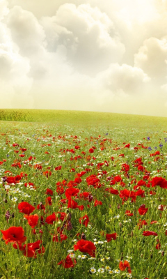 Das Beautiful Poppy Field Wallpaper 240x400