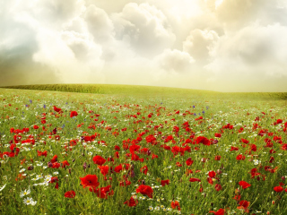 Das Beautiful Poppy Field Wallpaper 320x240
