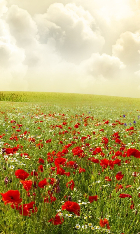 Das Beautiful Poppy Field Wallpaper 480x800