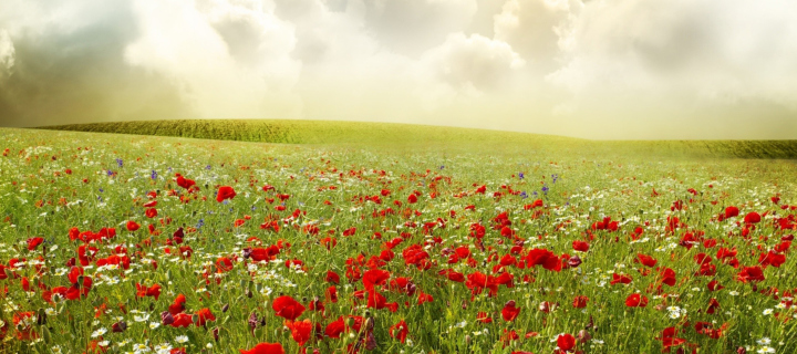 Beautiful Poppy Field wallpaper 720x320