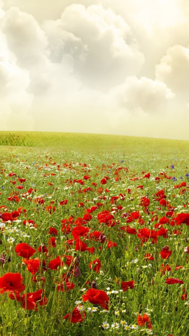 Beautiful Poppy Field wallpaper 750x1334