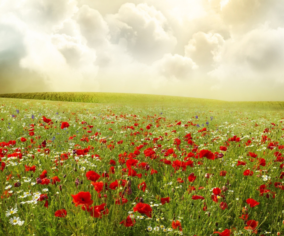 Screenshot №1 pro téma Beautiful Poppy Field 960x800