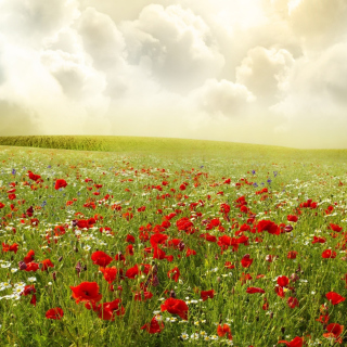 Kostenloses Beautiful Poppy Field Wallpaper für iPad mini