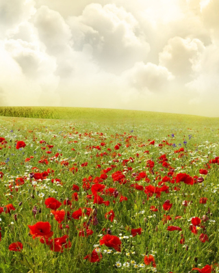 Beautiful Poppy Field - Fondos de pantalla gratis para HTC Titan