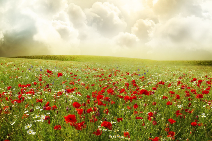 Beautiful Poppy Field wallpaper