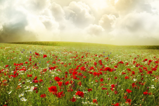 Beautiful Poppy Field sfondi gratuiti per cellulari Android, iPhone, iPad e desktop