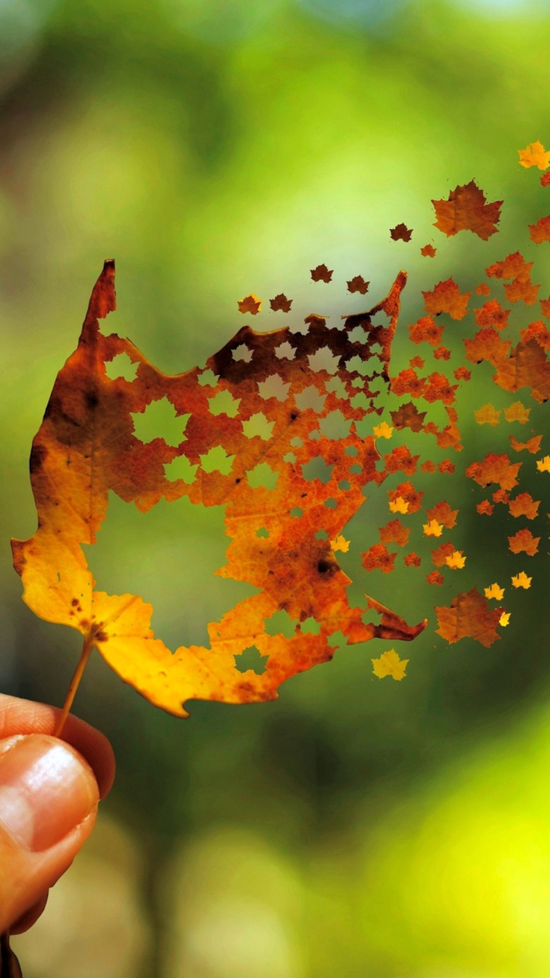 Autumn Love Leaf wallpaper 1080x1920