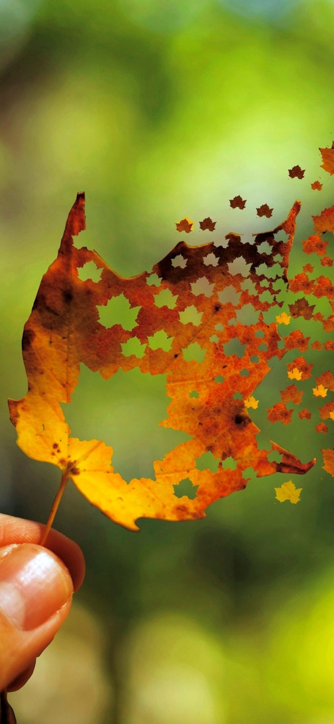 Das Autumn Love Leaf Wallpaper 1170x2532