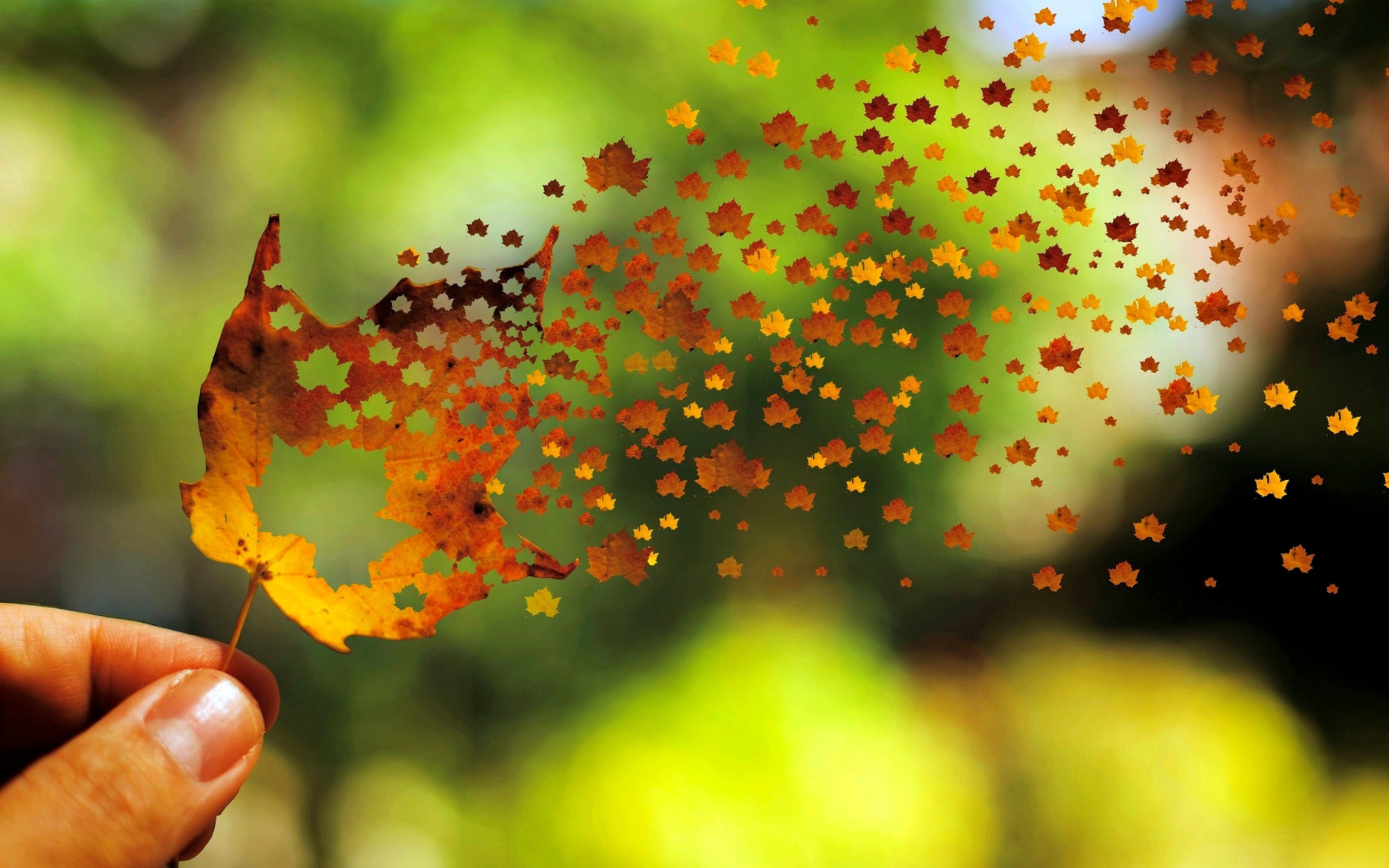 Autumn Love Leaf wallpaper 2560x1600