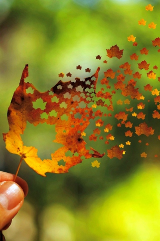 Das Autumn Love Leaf Wallpaper 320x480
