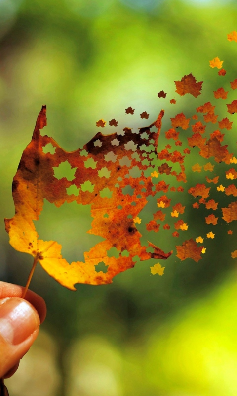 Fondo de pantalla Autumn Love Leaf 480x800