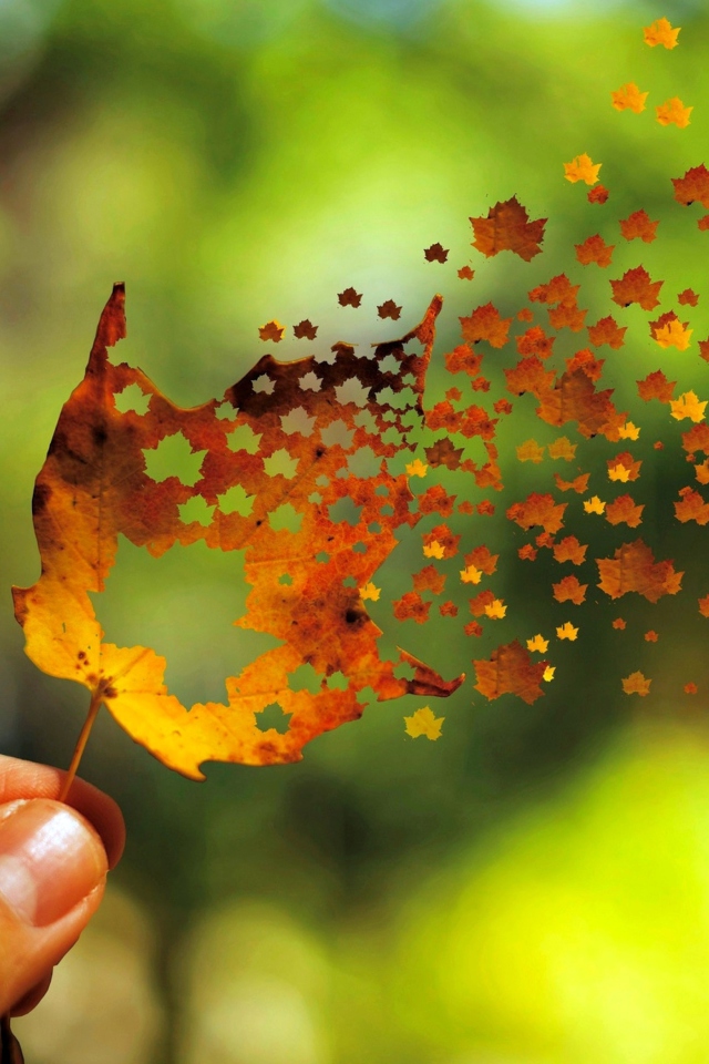 Sfondi Autumn Love Leaf 640x960