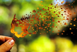 Autumn Love Leaf - Obrázkek zdarma 