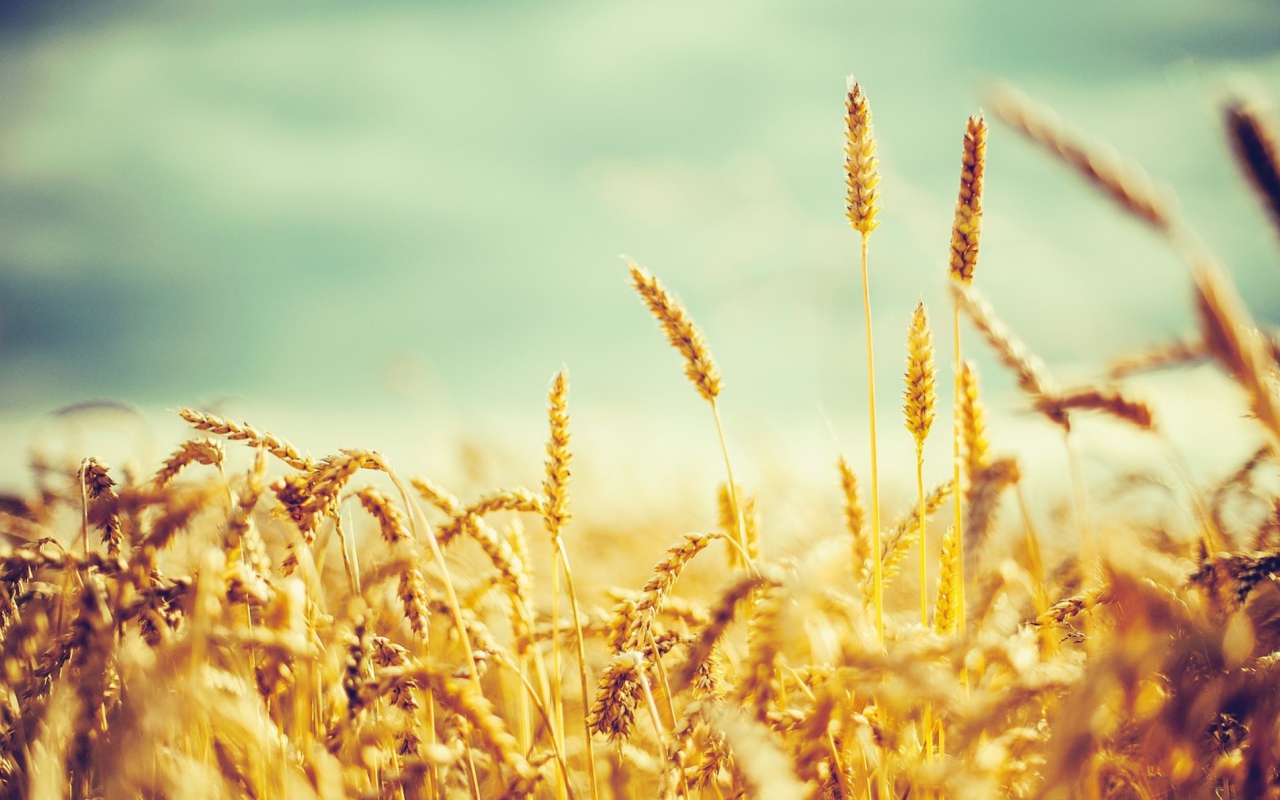 Das Golden Wheat Field Wallpaper 1280x800