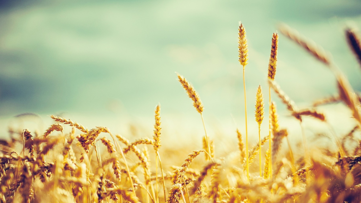 Screenshot №1 pro téma Golden Wheat Field 1366x768