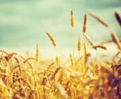 Golden Wheat Field screenshot #1 176x144