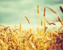 Обои Golden Wheat Field 220x176