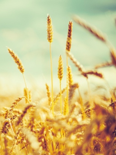 Golden Wheat Field screenshot #1 240x320