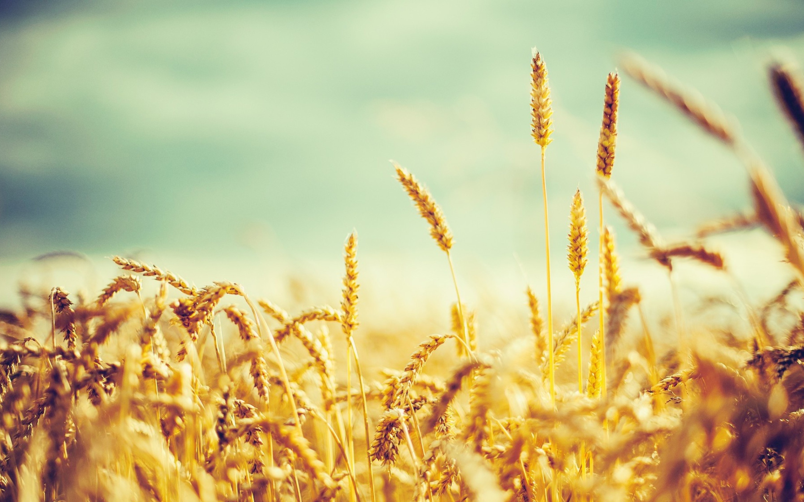 Golden Wheat Field wallpaper 2560x1600