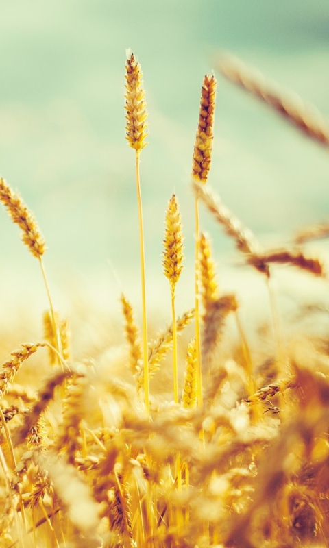 Golden Wheat Field screenshot #1 480x800