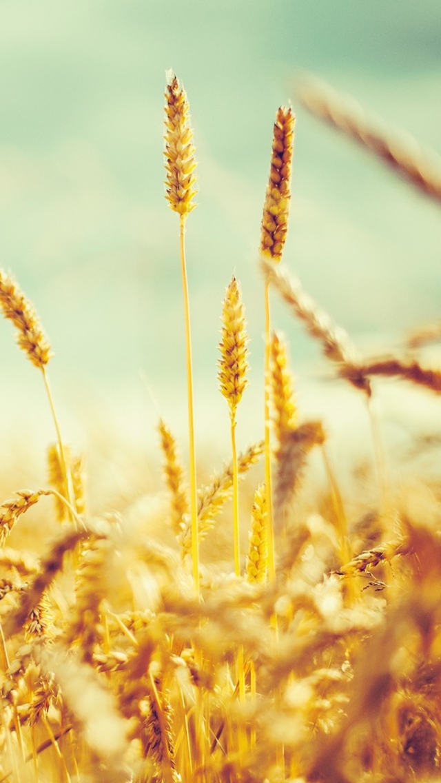 Golden Wheat Field wallpaper 640x1136