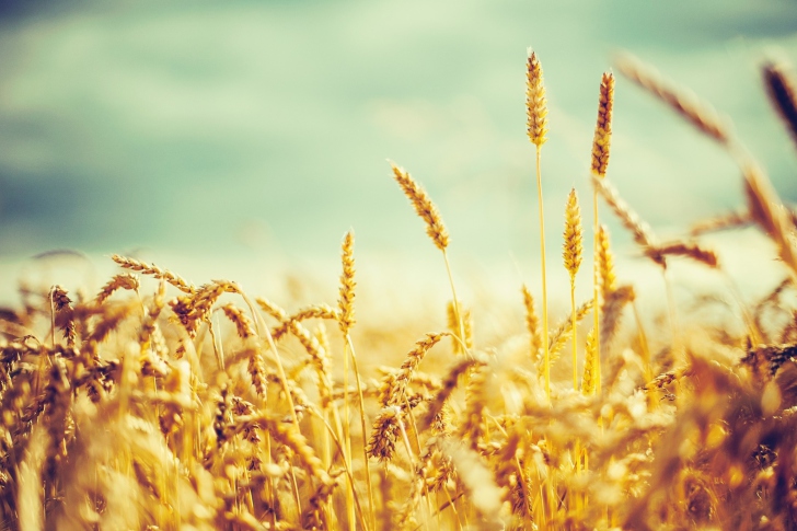 Golden Wheat Field wallpaper