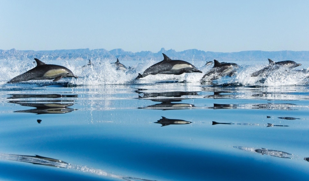 Dolphins wallpaper 1024x600