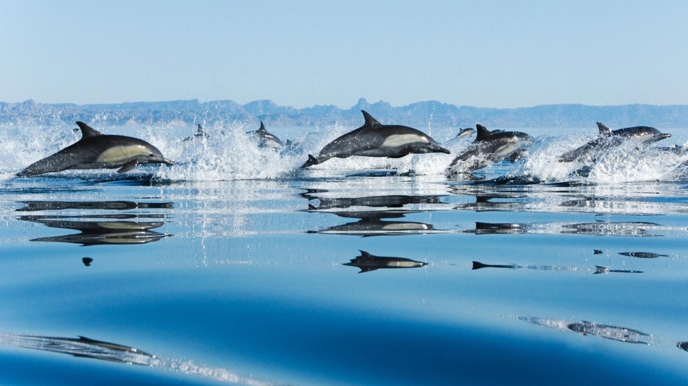 Sfondi Dolphins 1366x768