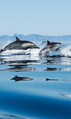 Dolphins screenshot #1 240x400