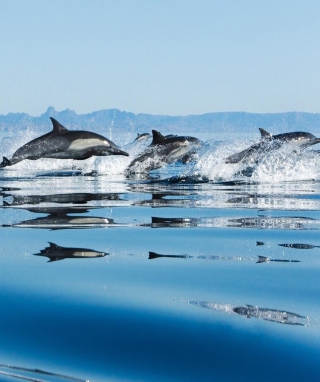 Dolphins - Obrázkek zdarma pro iPhone 5