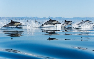 Dolphins - Obrázkek zdarma pro Samsung Galaxy S4